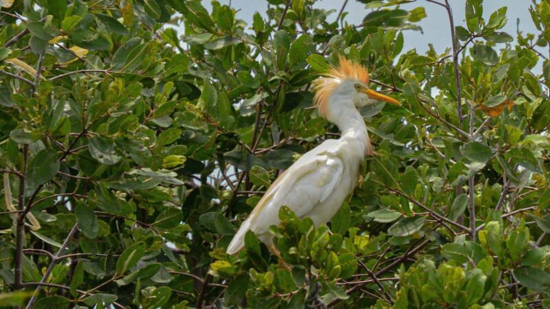 Puerto Escondido: Kayak Adventure On Manialtepec Lagoon - A Detailed Look at the Kayak Tour Experience