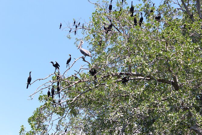 Puerto Escondido: Manialtepec Lagoon by Kayak - FAQ