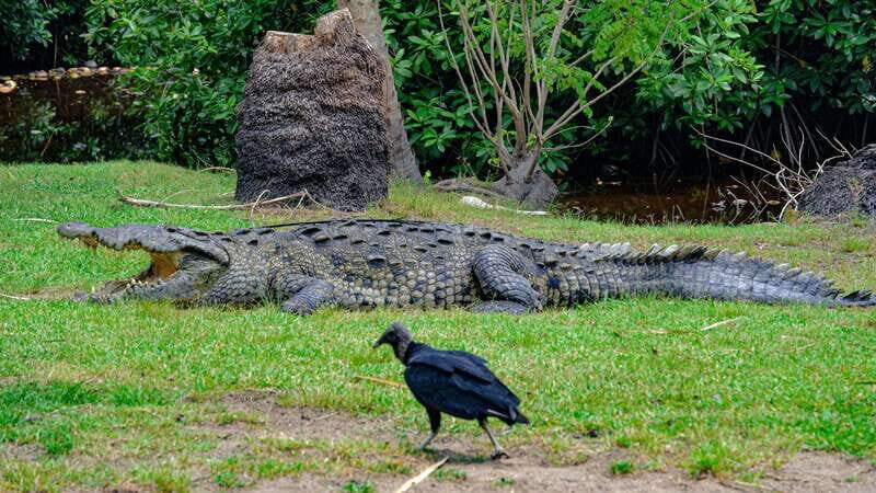 Puerto Escondido: Oaxaca Coast Wildlife Ecotour - FAQ: Your Questions Answered