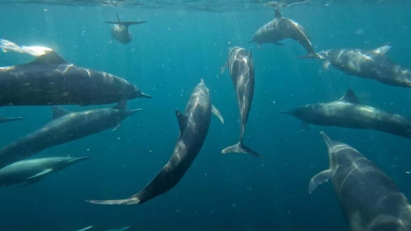 Puerto Escondido: The Best Adventure for Dolphin Watching - An In-Depth Look at the Dolphin Watching Tour