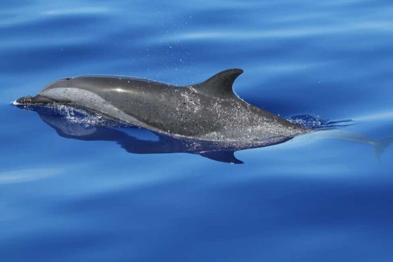 Puerto Escondido: The Best Adventure for Dolphin Watching - The Sum Up