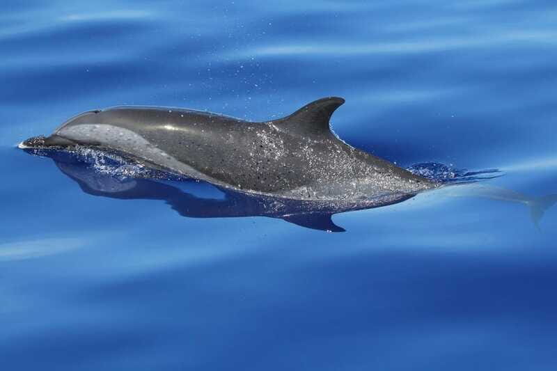 Puerto Escondido: The Best Adventure for Dolphin Watching - FAQ