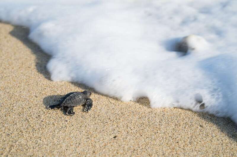Puerto Escondido: Turtle Release Experience - What to Expect from the Turtle Release Experience