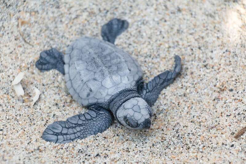 Puerto Escondido: Turtle Release Experience - Who Will Love This Tour?