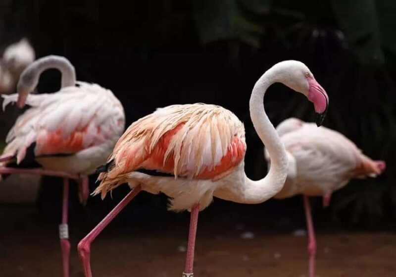 Puerto Iguazu: Iguaza Falls Brazilian Side & Bird Park Tour - Puerto Iguazu: Iguazu Falls Brazilian Side & Bird Park Tour