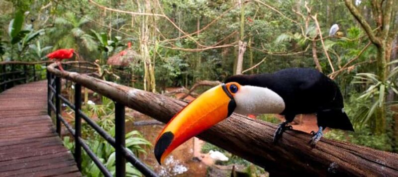 Puerto Iguazu: Iguaza Falls Brazilian Side & Bird Park Tour - Who Should Consider This Tour?