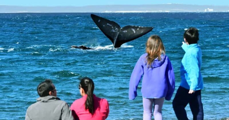Puerto Madryn: El Doradillo Whale Watching Half-Day Tour - An Authentic Land-Based Whale Watching Experience in Puerto Madryn