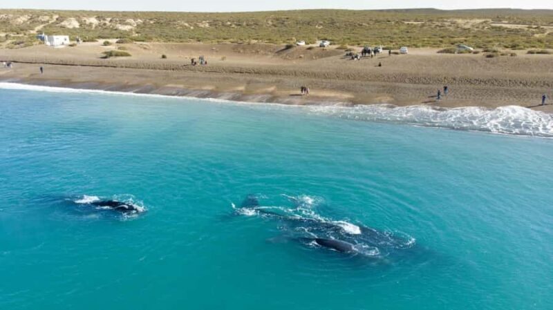 Puerto Madryn: El Doradillo Whale Watching Half-Day Tour - Authenticity and Value