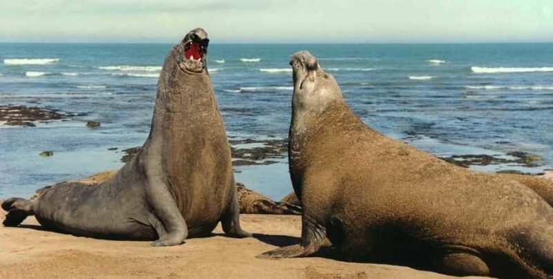 Puerto Madryn: Excursion to Peninsula Valdes Classic - Who Will Love This Tour?