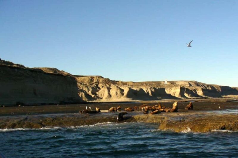 Puerto Madryn: Excursion to Peninsula Valdes Classic - Frequently Asked Questions