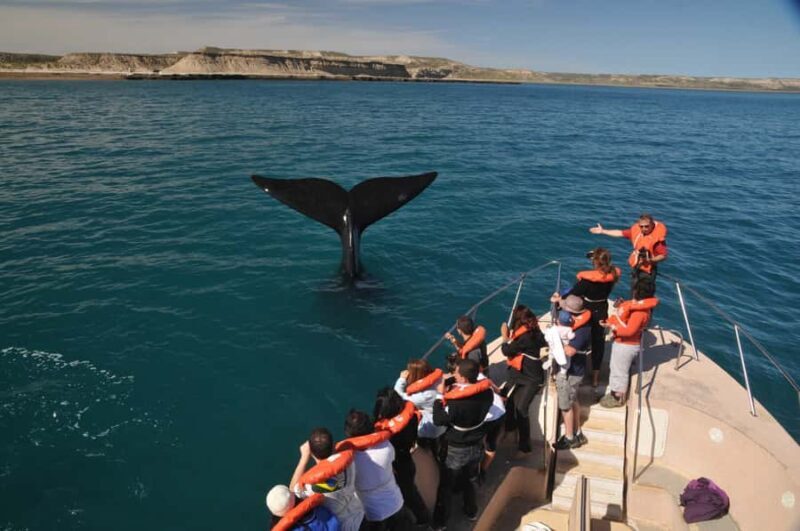 Puerto Madryn: Península Valdés Day Tour with Whale Watching - Key Points
