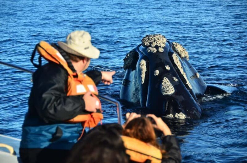 Puerto Madryn: Península Valdés Day Tour with Whale Watching - In-Depth Review of the Tour Experience