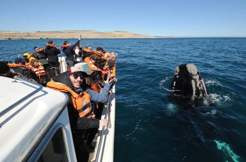 Puerto Madryn: Península Valdés Day Tour with Whale Watching - Final Thoughts