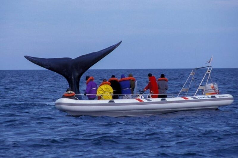 Puerto Madryn: Peninsula Valdes Tour with Whale Watching - Key Points