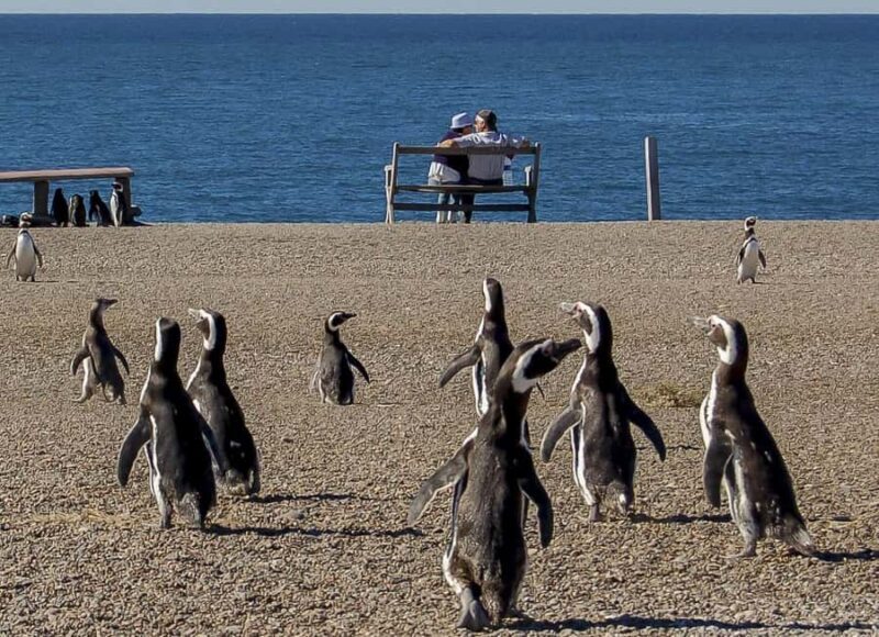 Puerto Madryn: Península Valdes with optional Whale Watching - Key Points