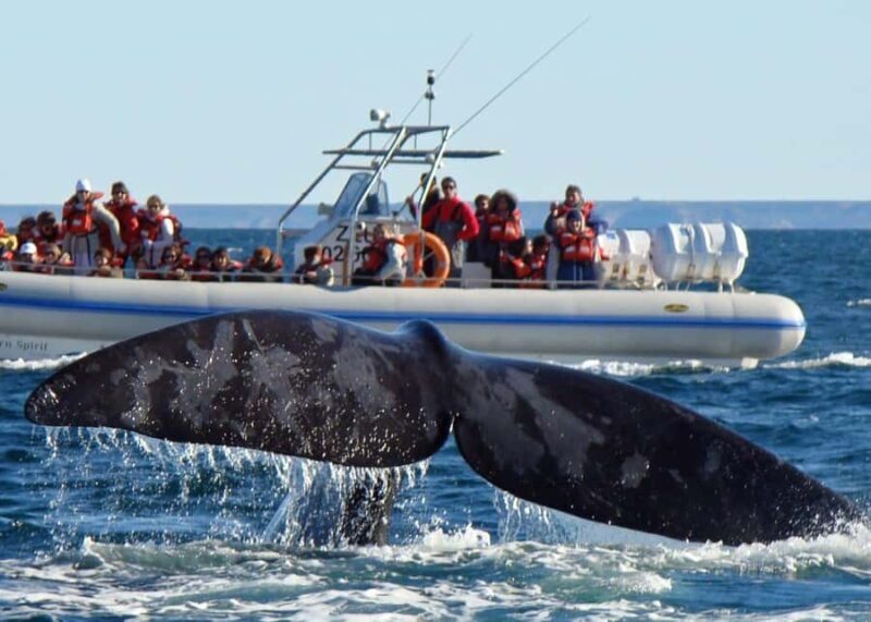 Puerto Madryn: Península Valdes with optional Whale Watching - A Detailed Look at the Tour Experience