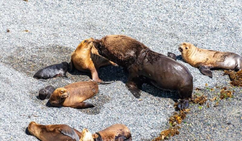 Puerto Madryn: Punta Loma Shore Excursion - Puerto Madryn: Punta Loma Shore Excursion — A Nature and Wildlife Encounter