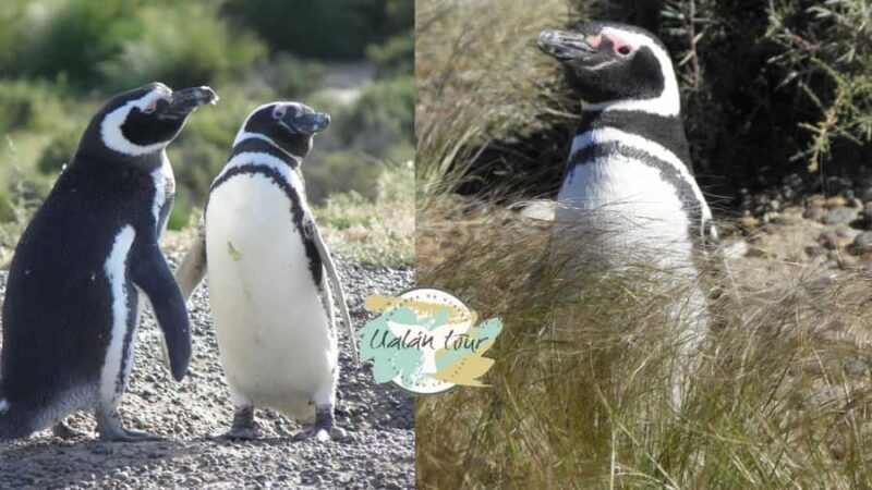 Puerto Madryn: Punta Tombo Shore Excursion for Cruise Guests - Who Should Consider This Tour?