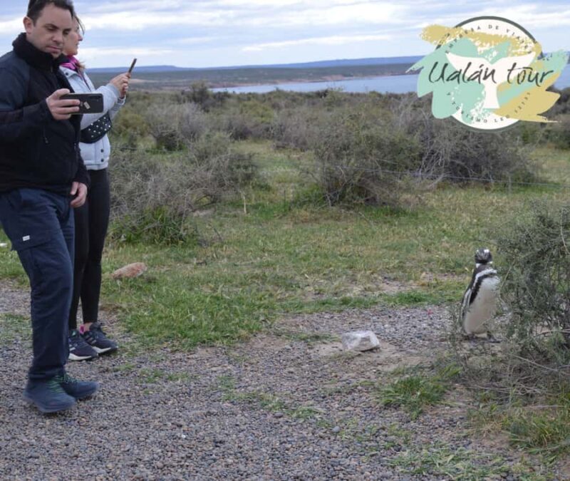 Puerto Madryn: Punta Tombo Shore Excursion for Cruise Guests - Final Thoughts
