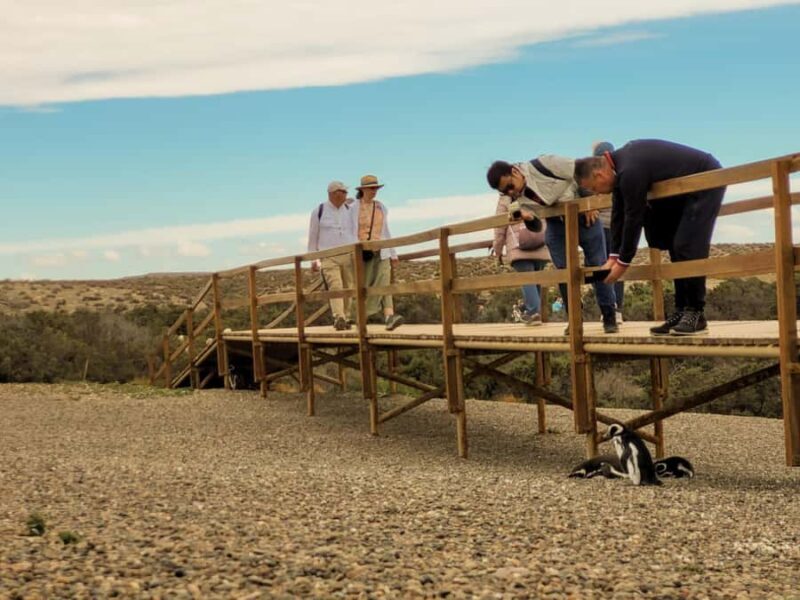 Puerto Madryn: Punta Tombo Walking Among Penguins Experience - Puerto Madryn: Punta Tombo Walking Among Penguins Experience