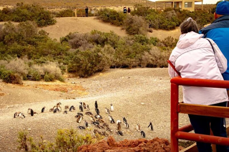 Puerto Madryn: Punta Tombo Walking Among Penguins Experience - Key Points
