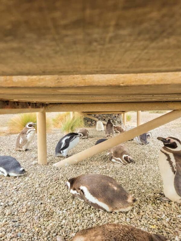 Puerto Madryn: Punta Tombo Walking Among Penguins Experience - Who Should Take This Tour?