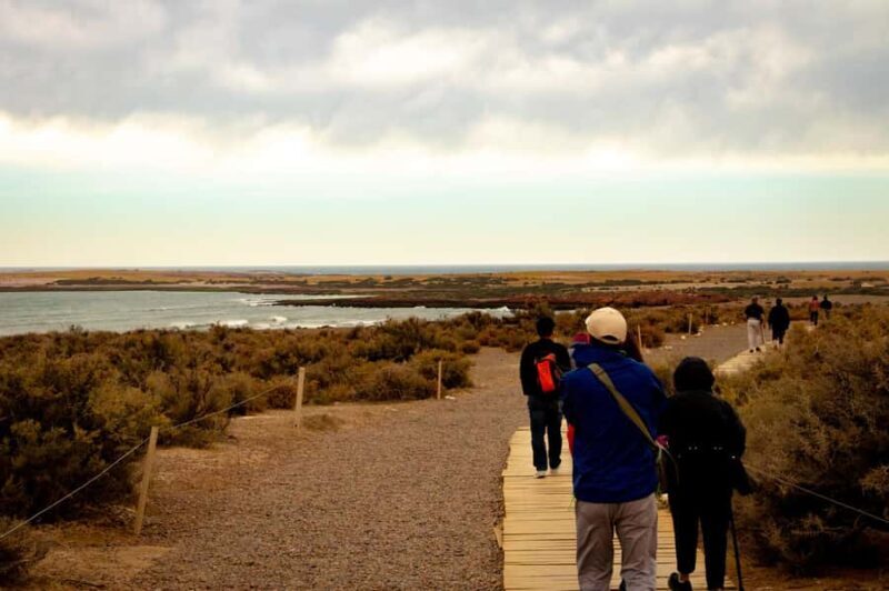 Puerto Madryn: Punta Tombo Walking Among Penguins Experience - Authentic Reviews from Travelers