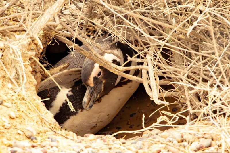 Puerto Madryn: Punta Tombo Walking Among Penguins Experience - The Sum Up