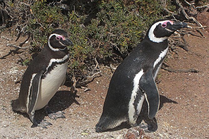 Puerto Madryn Shore Excursion: Private Day Trip to Punta Tombo Penguin Colony - The Experience in Detail: What to Expect at Punta Tombo