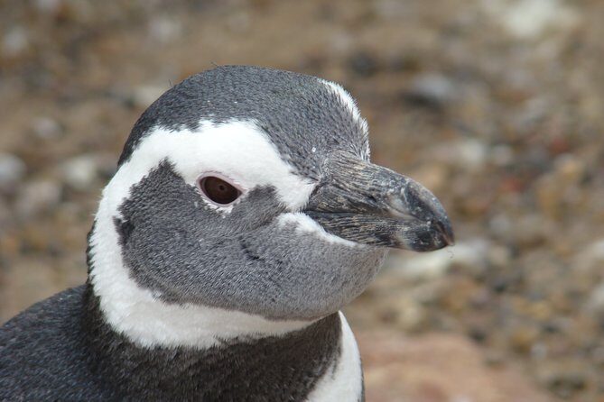 Puerto Madryn Shore Excursion: Private Day Trip to Punta Tombo Penguin Colony - Final Thoughts