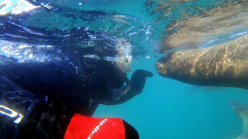 Puerto Madryn: Snorkeling Trip with Sea Lions - What’s Included and What to Know Before You Go