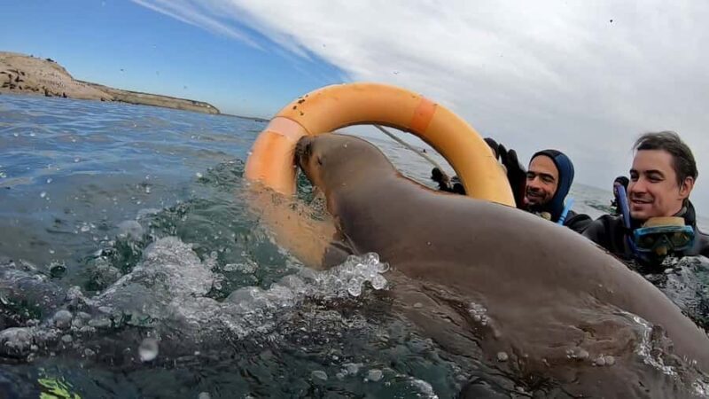 Puerto Madryn: Snorkeling Trip with Sea Lions - FAQ