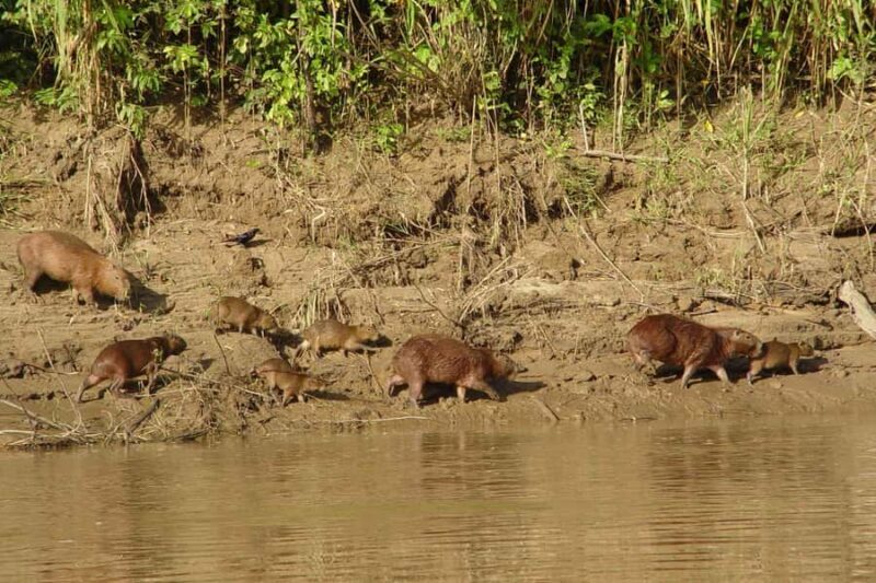 Puerto Maldonado: 2-Day Amazon Jungle Tour with Meals - Exploring the Amazon: What You Can Expect