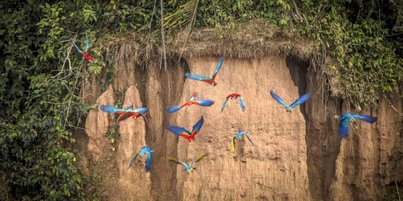 Puerto Maldonado: 2-Day Amazon Jungle Tour with Meals - Frequently Asked Questions