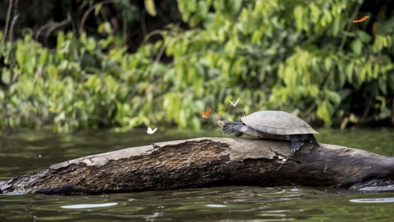 Puerto Maldonado: 2-Day Peruvian Tambopata Jungle Trip - Final Thoughts
