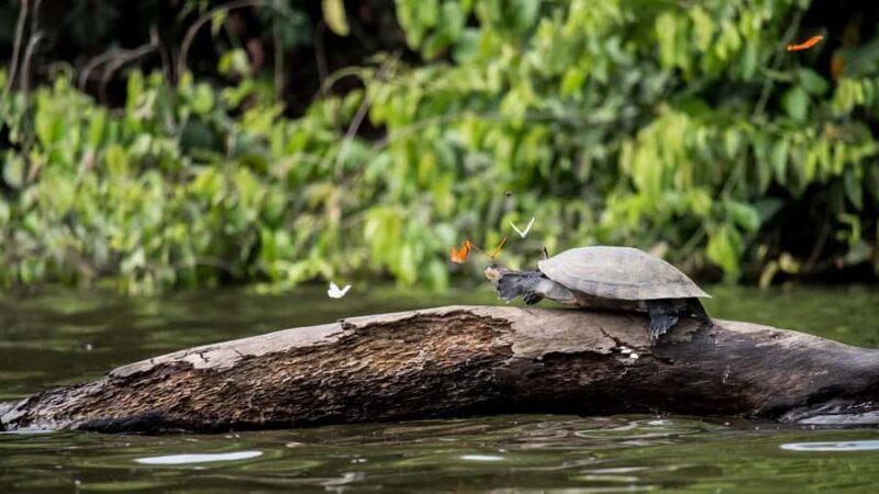 Puerto Maldonado: 2-Day Peruvian Tambopata Jungle Trip - FAQ