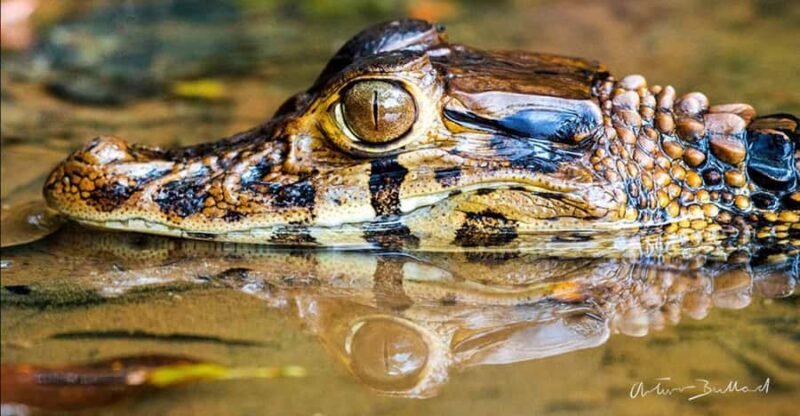 Puerto Maldonado: 4-Day Amazon Jungle Adventure - A Closer Look at the 4-Day Amazon Jungle Tour