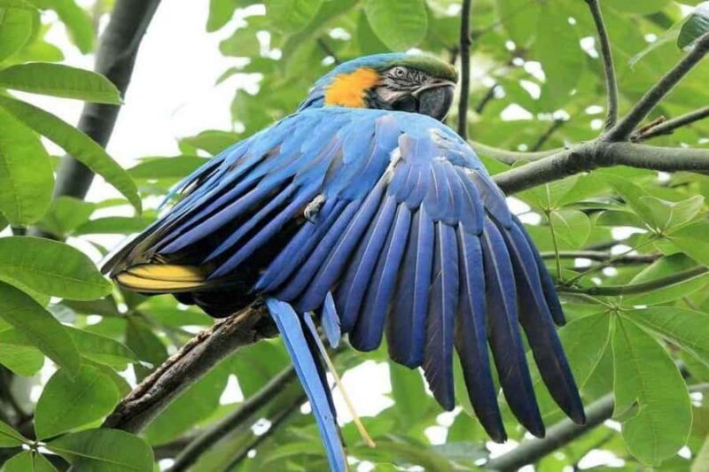 Puerto Maldonado: 4-Day Amazon Jungle Adventure - FAQ