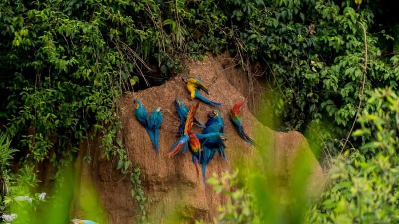 Puerto Maldonado: Chuncho Macaw Clay Lick Tour - Key Points