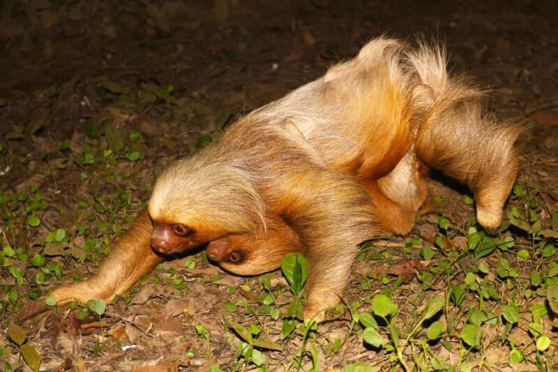 Puerto Maldonado: Jungle Night Tour with Sloths & Tarantulas - The Sum Up