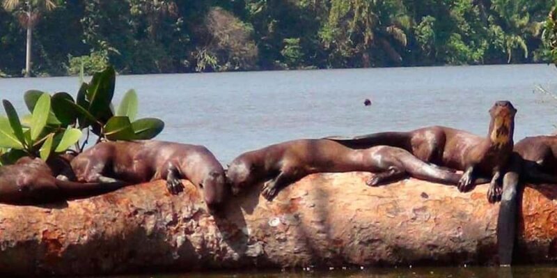 Puerto Maldonado: Jungle trekking + Sandoval Lake - Key Points