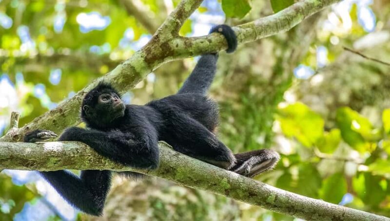 Puerto Maldonado: Kayak and Zip Line Adventure + Monkey Isla - Key Points