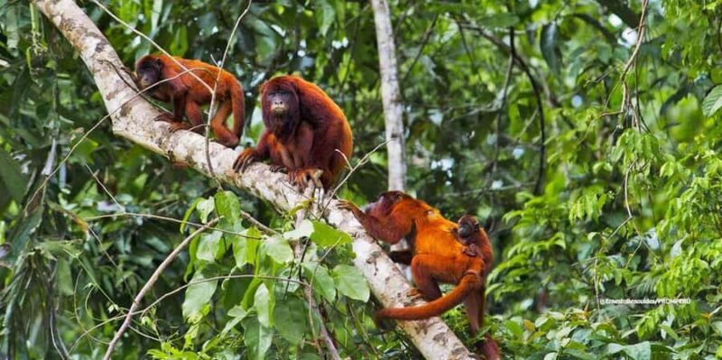 Puerto Maldonado: Kayak Tour +Monkey Island for 1-Day - What Makes This Tour Stand Out