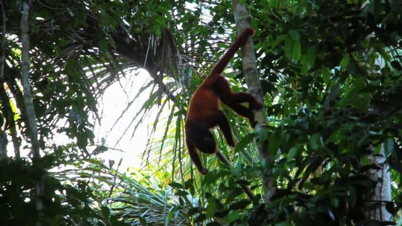 Puerto Maldonado: Parrot and Macaw Clay Lick Excursion. - Key Points