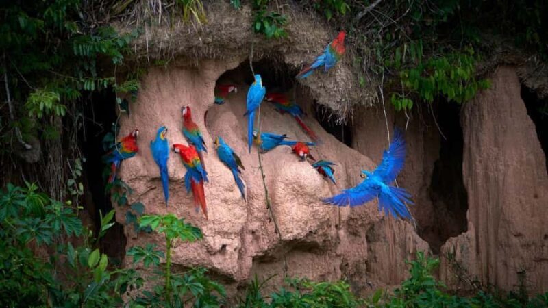 Puerto Maldonado: Parrot and Macaw Clay Lick Excursion. - An In-Depth Look at the Tour Experience