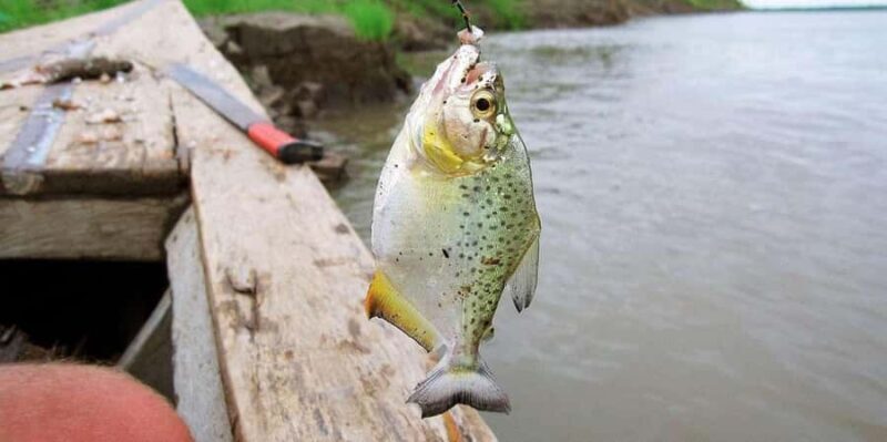 Puerto Maldonado || Parrot Sighting and Piranha fishing - Discovering Puerto Maldonados Natural Treasures: An In-Depth Review