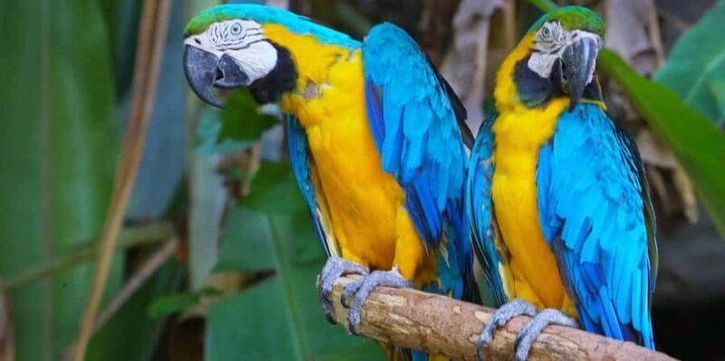 Puerto Maldonado: Reserva Nacional de Tambopata 4-Days - Who This Tour Is Perfect For