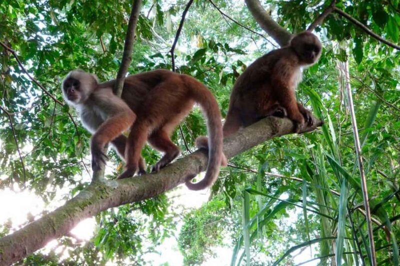 Puerto Maldonado: Sandoval and Collpa de Loros 3 Days - Key Points