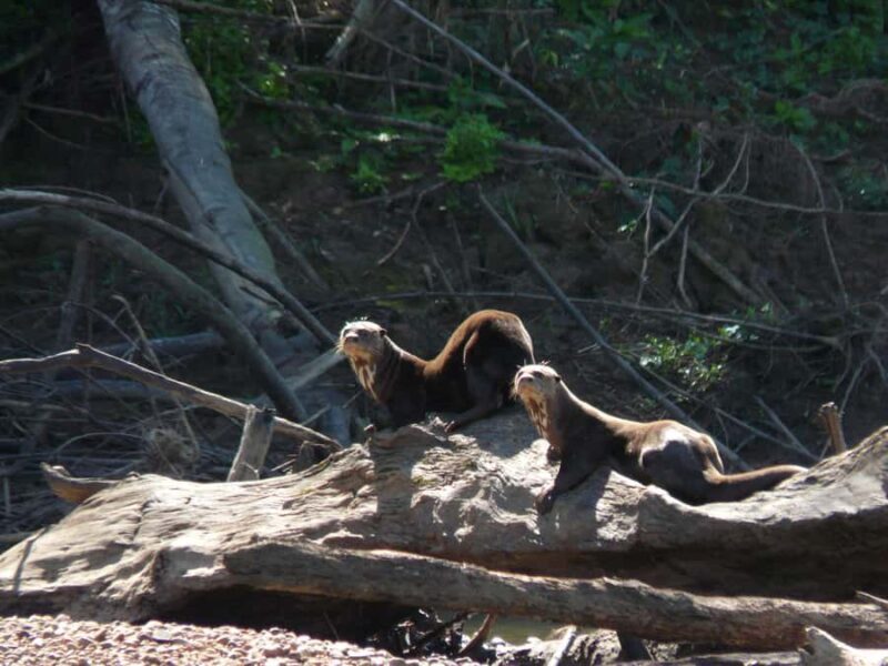Puerto Maldonado: Sandoval and Collpa de Loros 3 Days - Who Will Love This Tour?