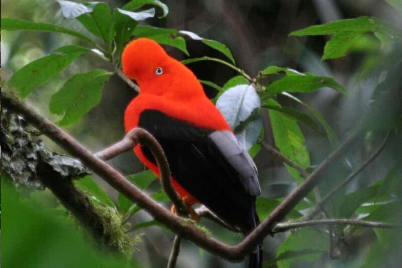 Puerto Maldonado: Sandoval and Collpa de Loros 3 Days - FAQs